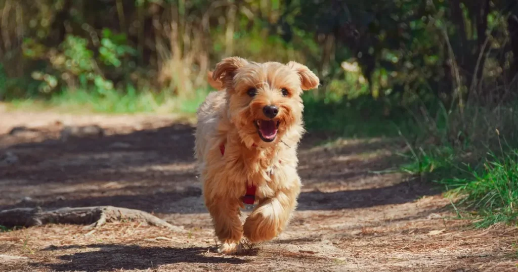 Male Dog Names