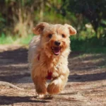 Male Dog Names