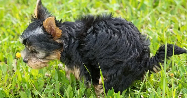Dogs Eat Poop