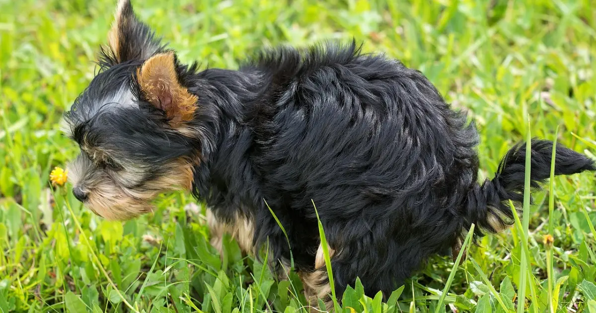 Dogs Eat Poop
