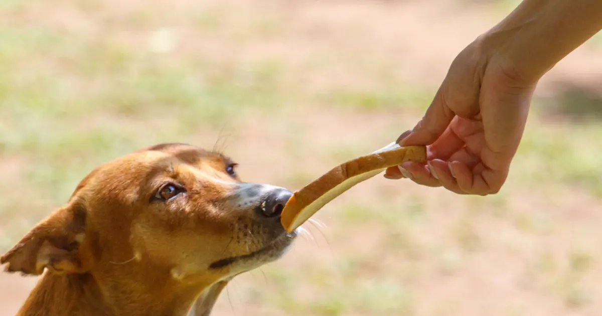 Dogs eat bread