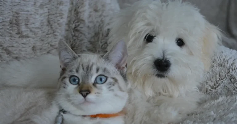 Why dogs are better than cats