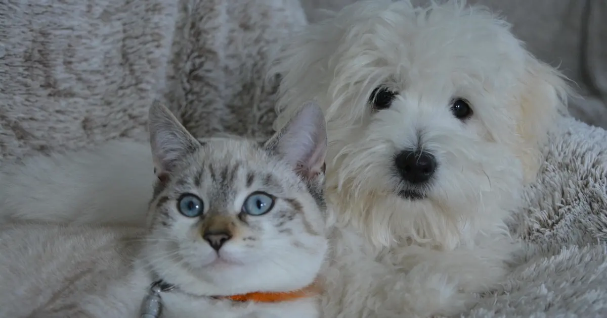 Why dogs are better than cats