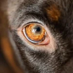 Can dogs get pink eye