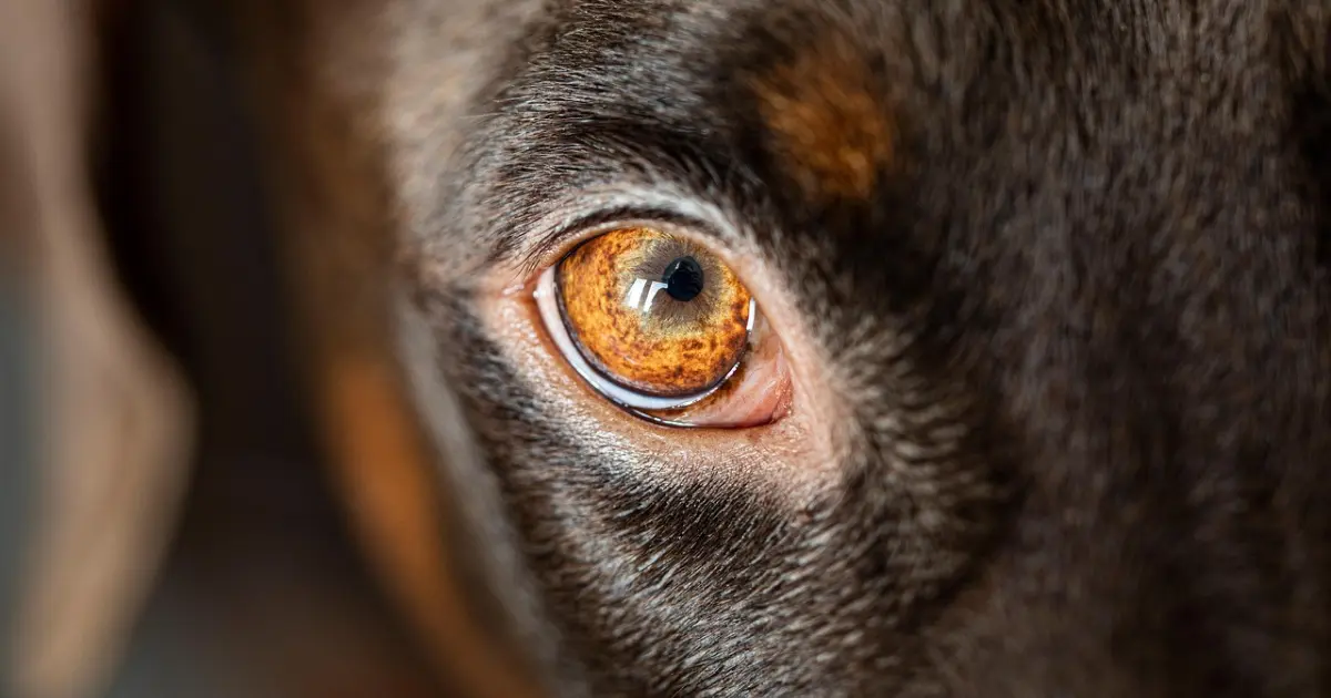 Can dogs get pink eye