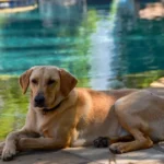 Dog Pool