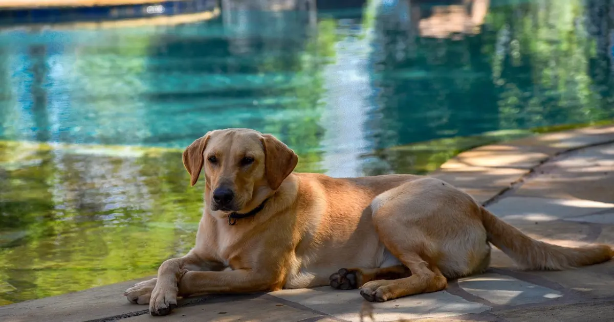 Dog Pool Safety Tips for Summer