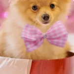 Gifts for dog lovers
