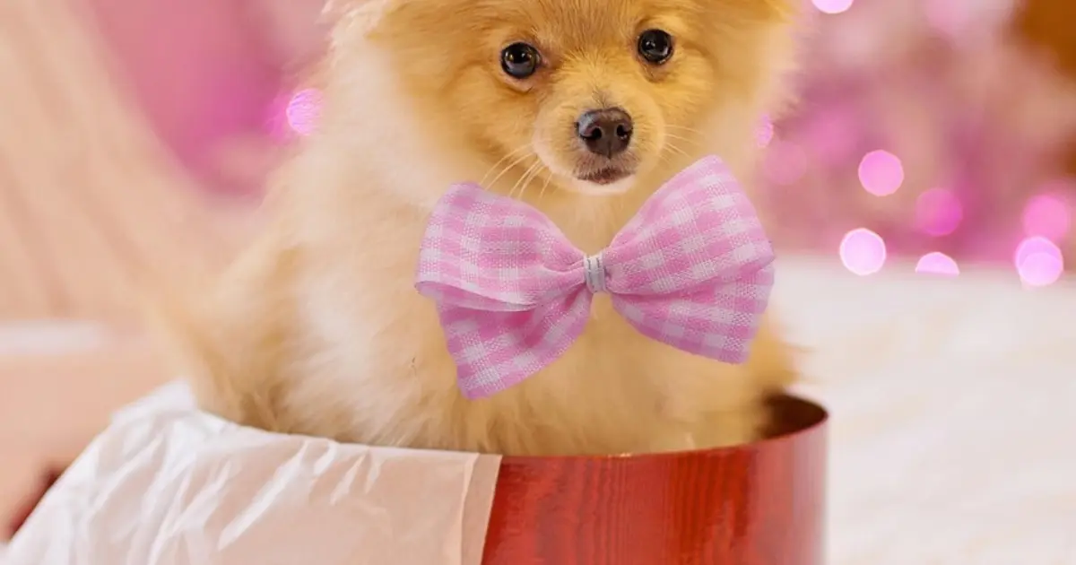 Gifts for dog lovers